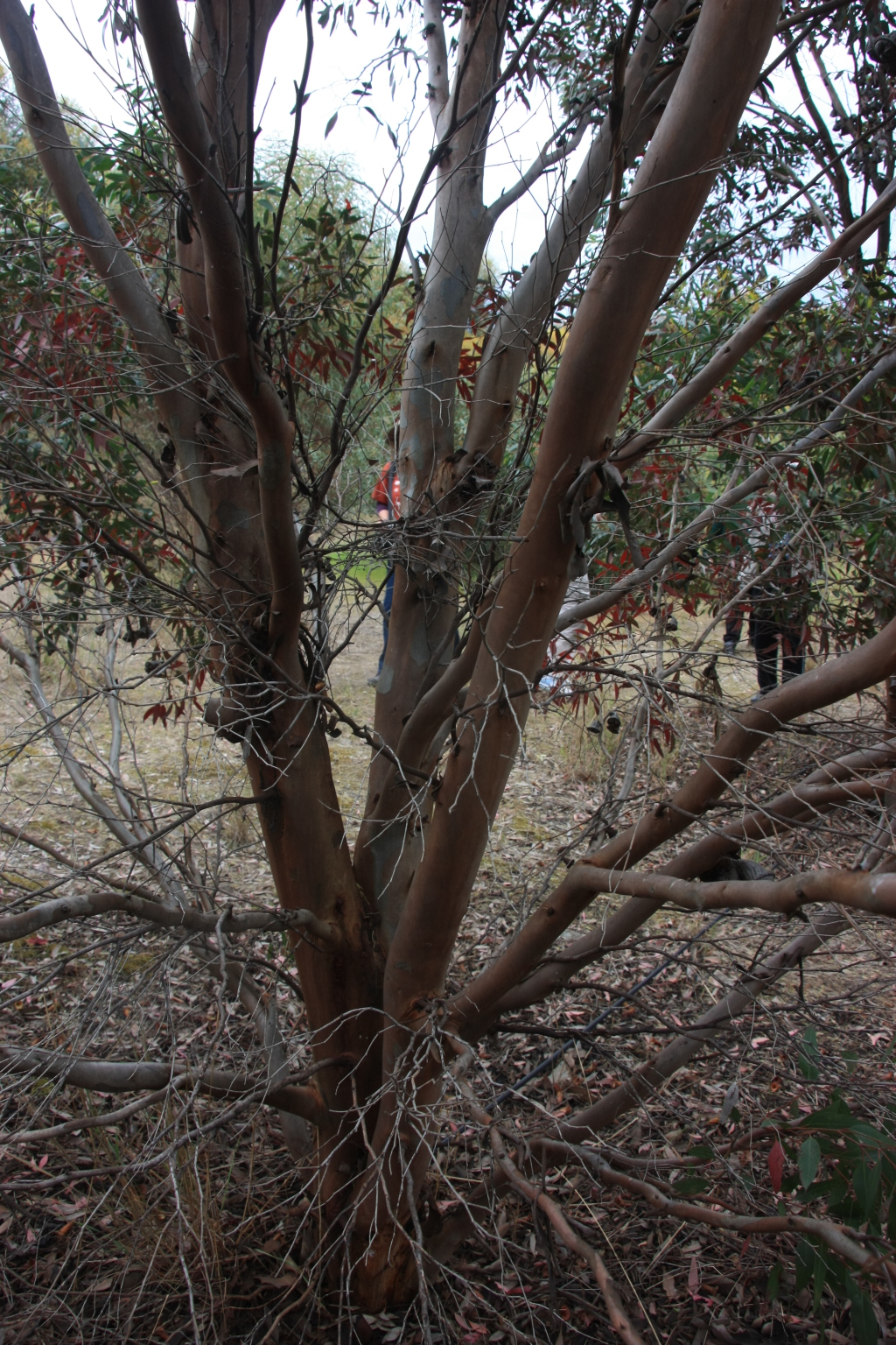 Eucalyptus megacornuta (hero image)