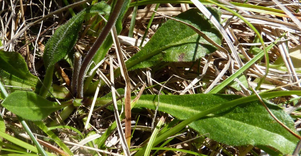 Pappochroma paludicola (hero image)