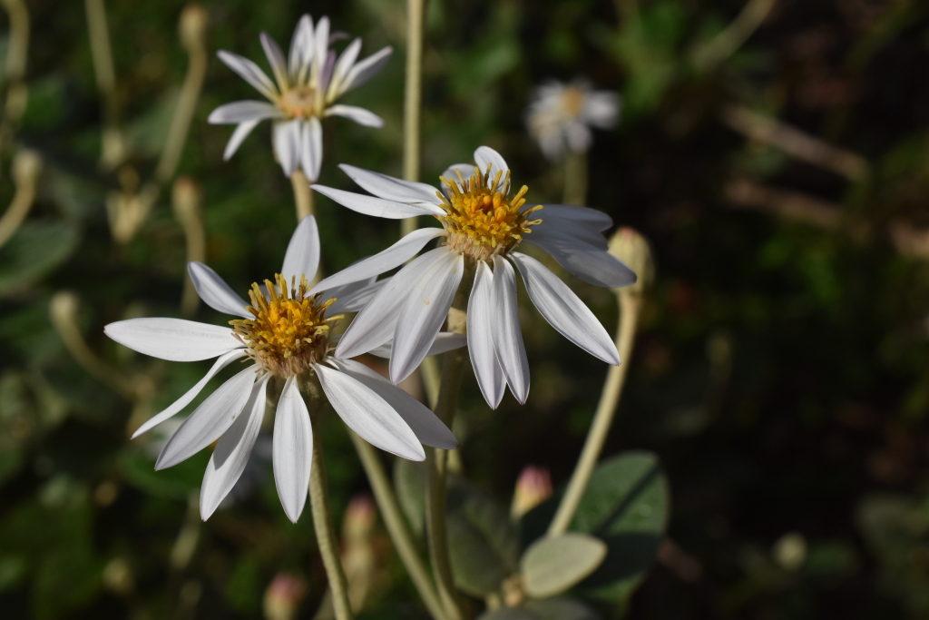 Olearia pannosa subsp. cardiophylla (hero image)