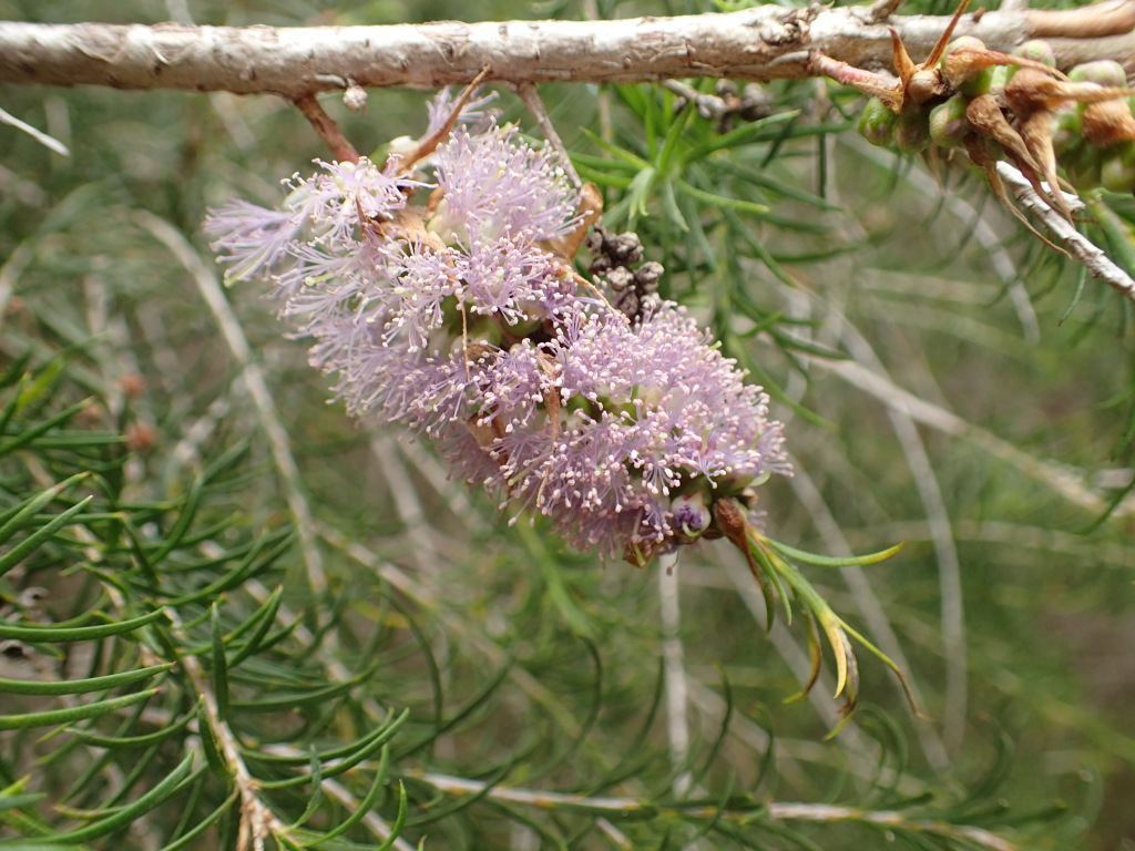 Melaleuca armillaris (hero image)