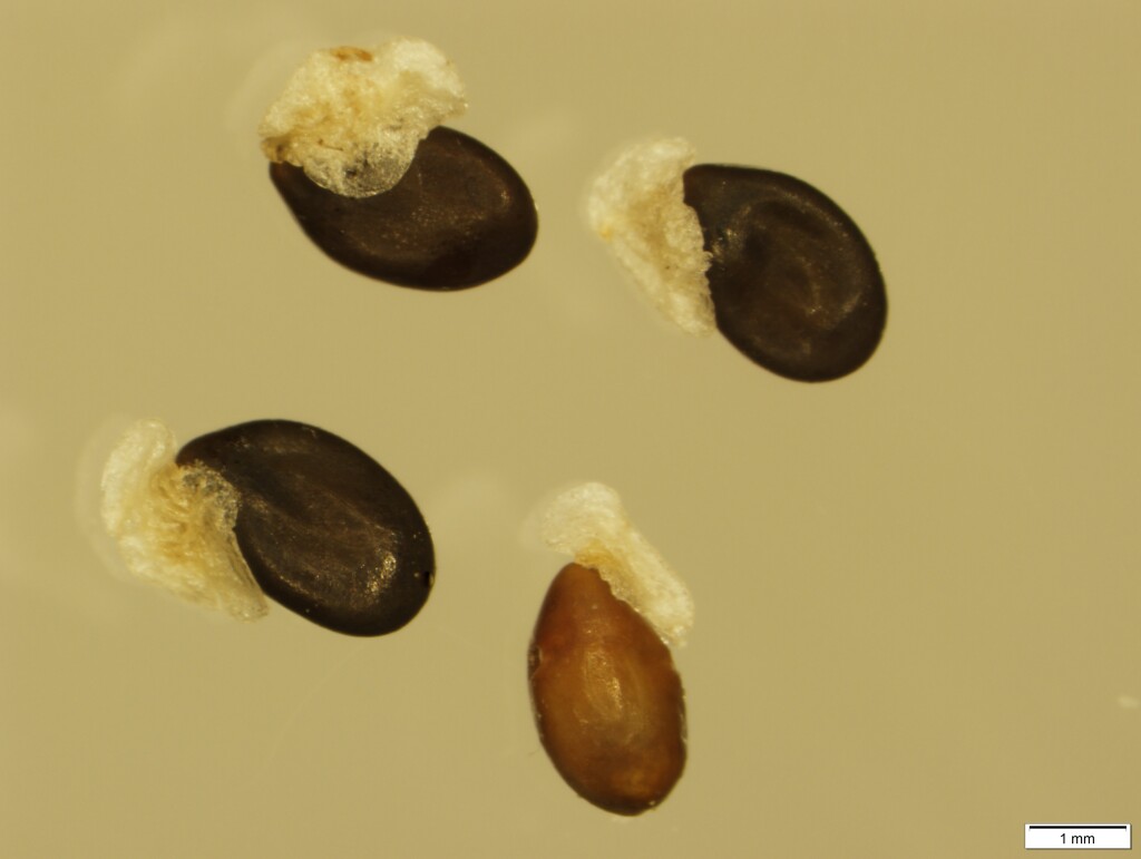 Acacia glandulicarpa (hero image)