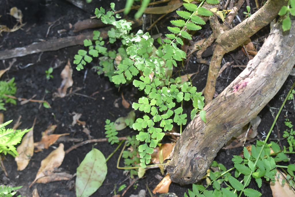 Adiantum capillus-veneris (hero image)