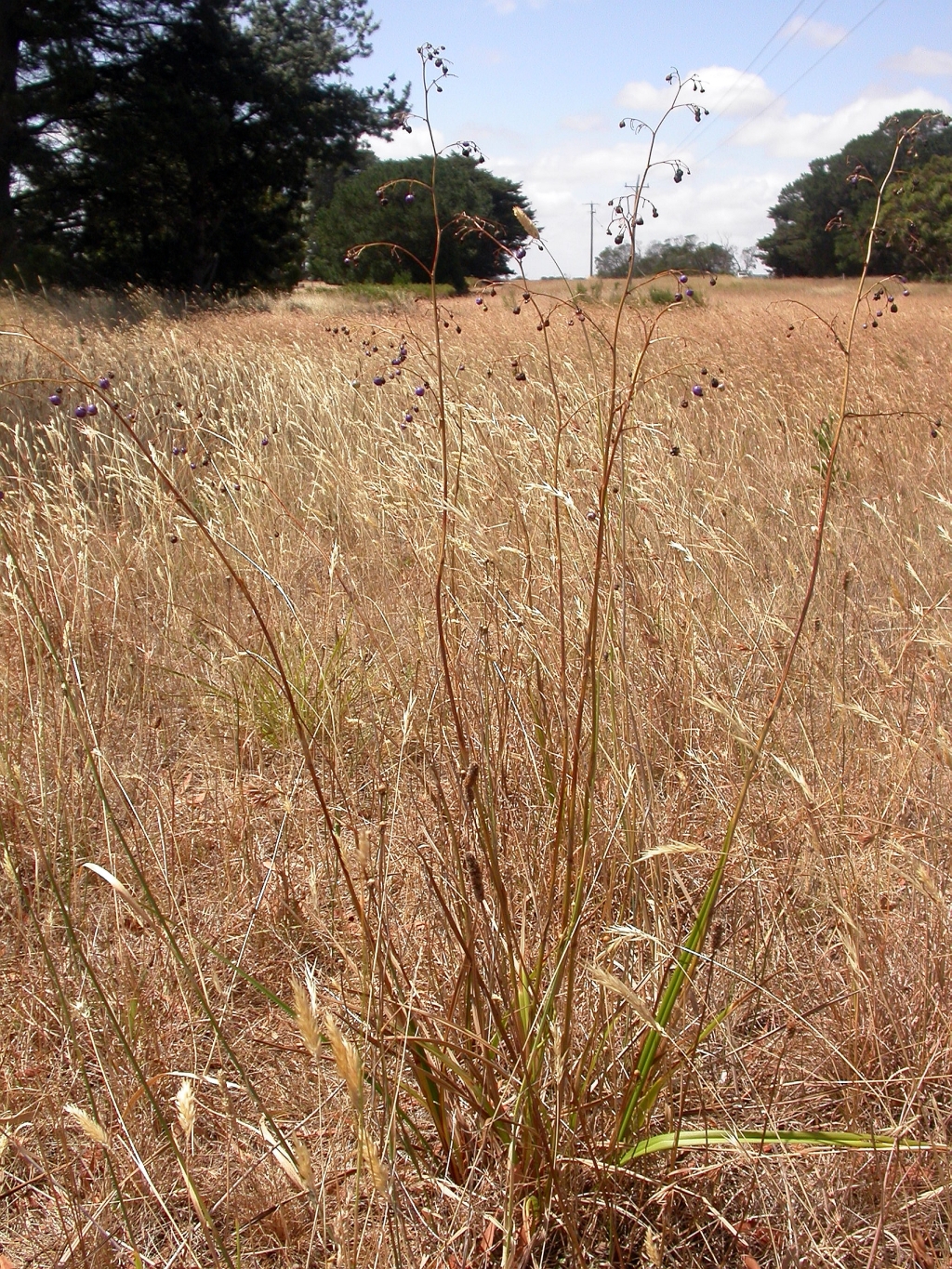 Dianella callicarpa (hero image)