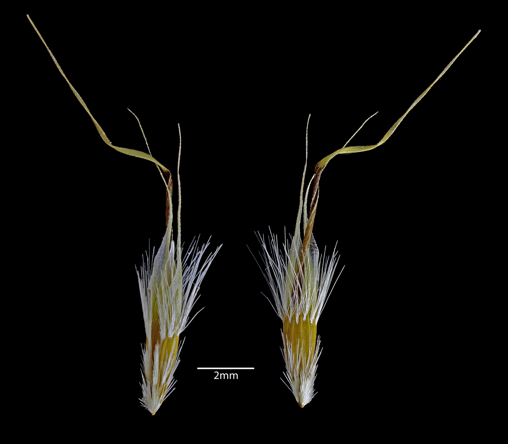 Rytidosperma duttonianum (hero image)