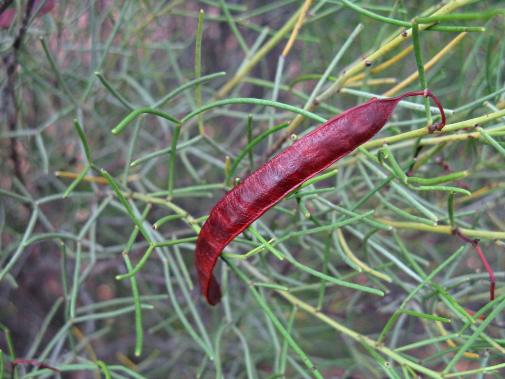 Senna artemisioides subsp. filifolia (hero image)
