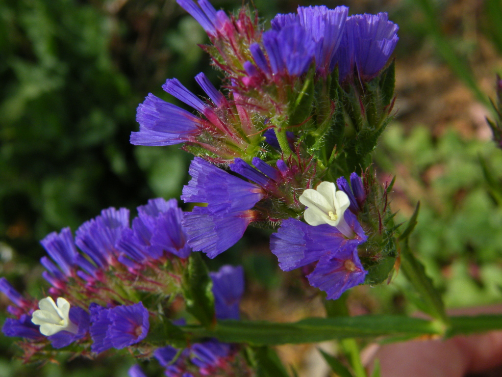 Limonium companyonis (hero image)