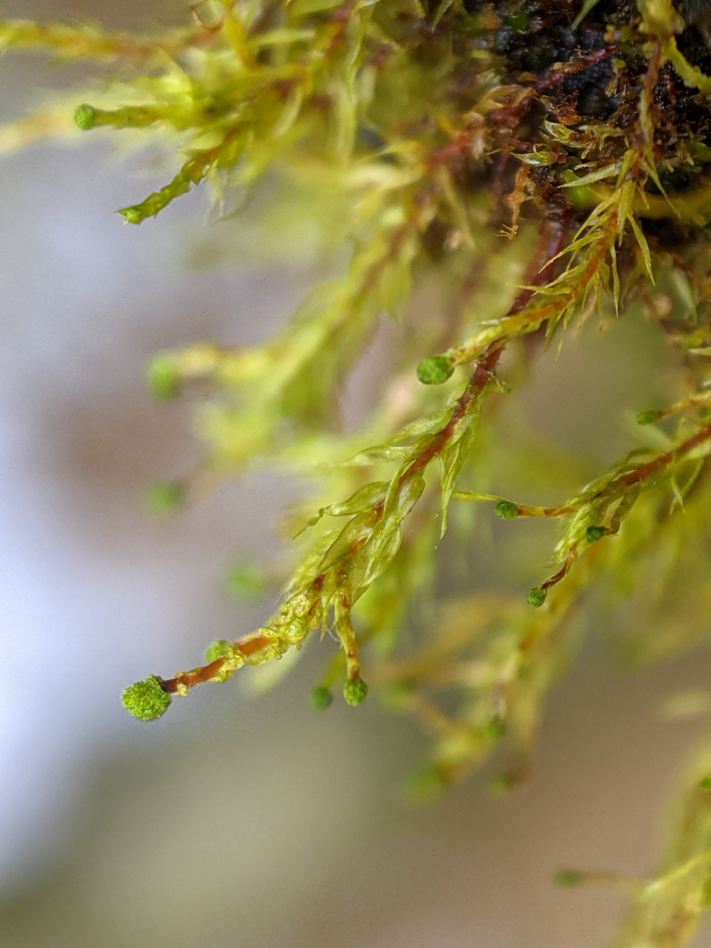 Tetraphidopsis pusilla (hero image)