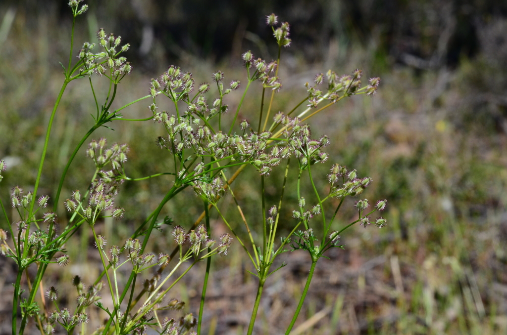 Daucus (hero image)