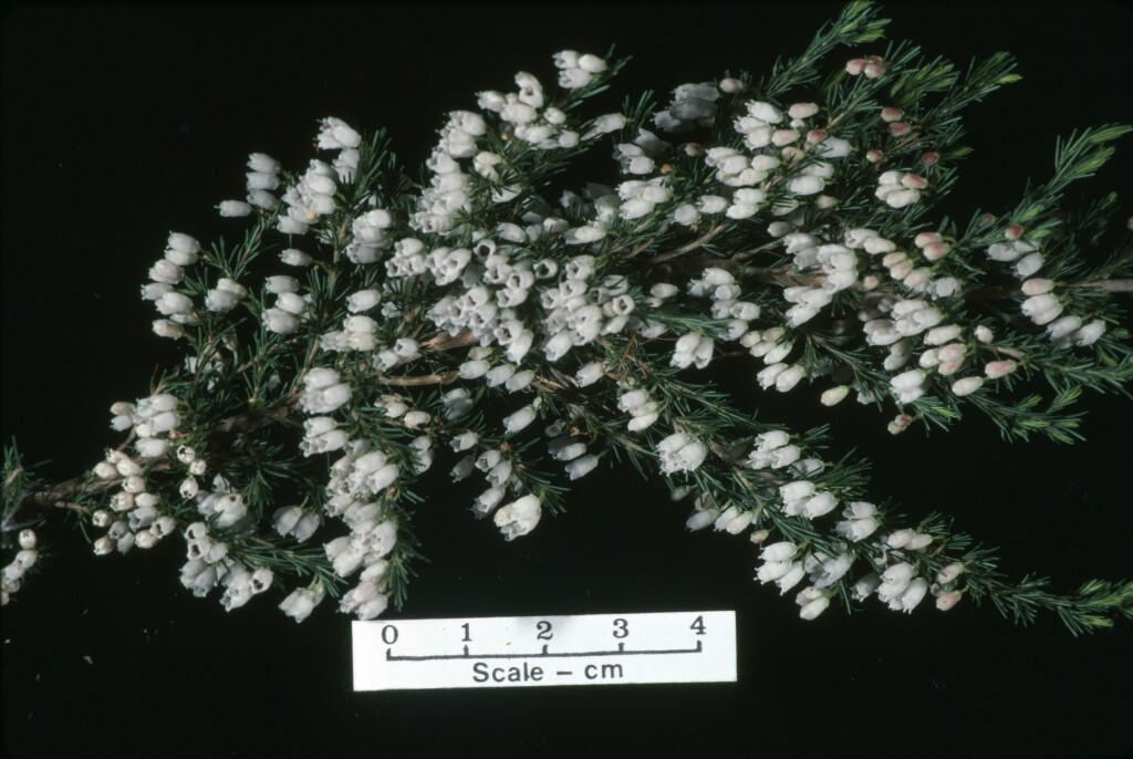 Erica arborea (hero image)