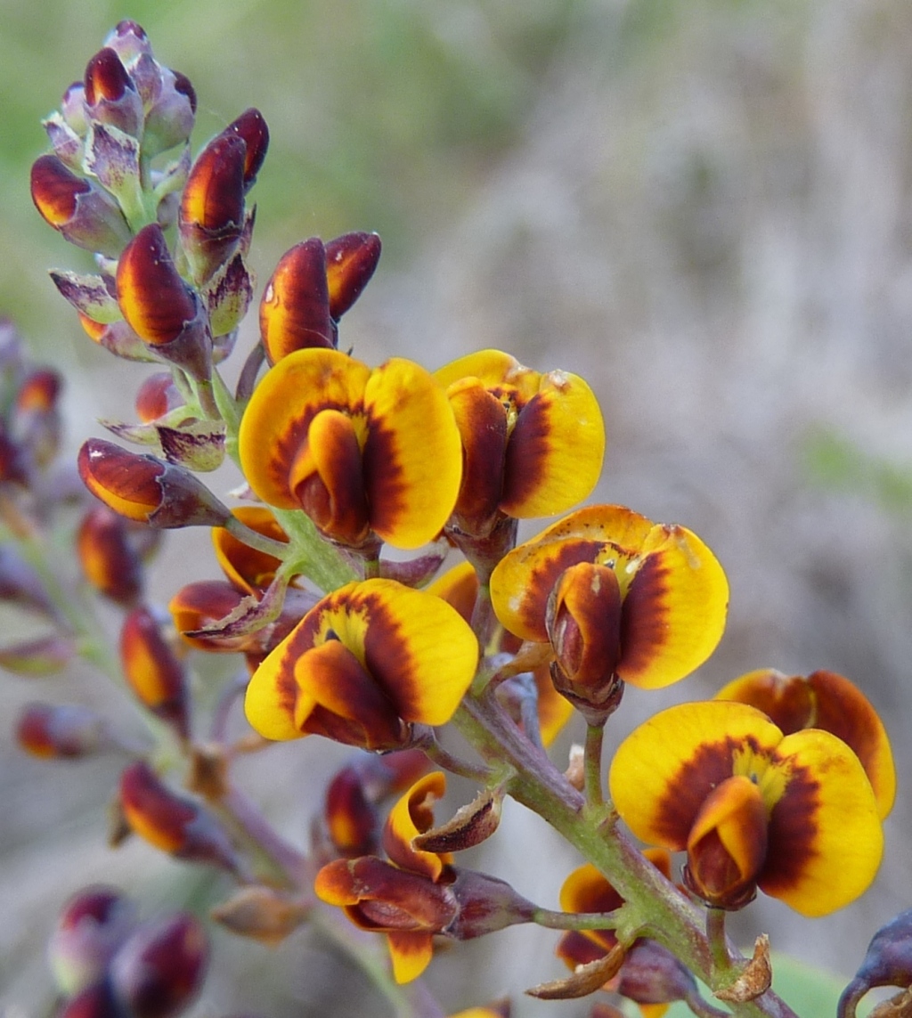 Daviesia latifolia (hero image)