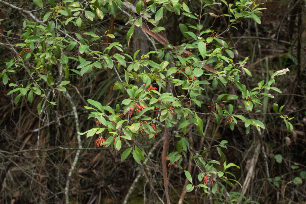 Grevillea polychroma (hero image)