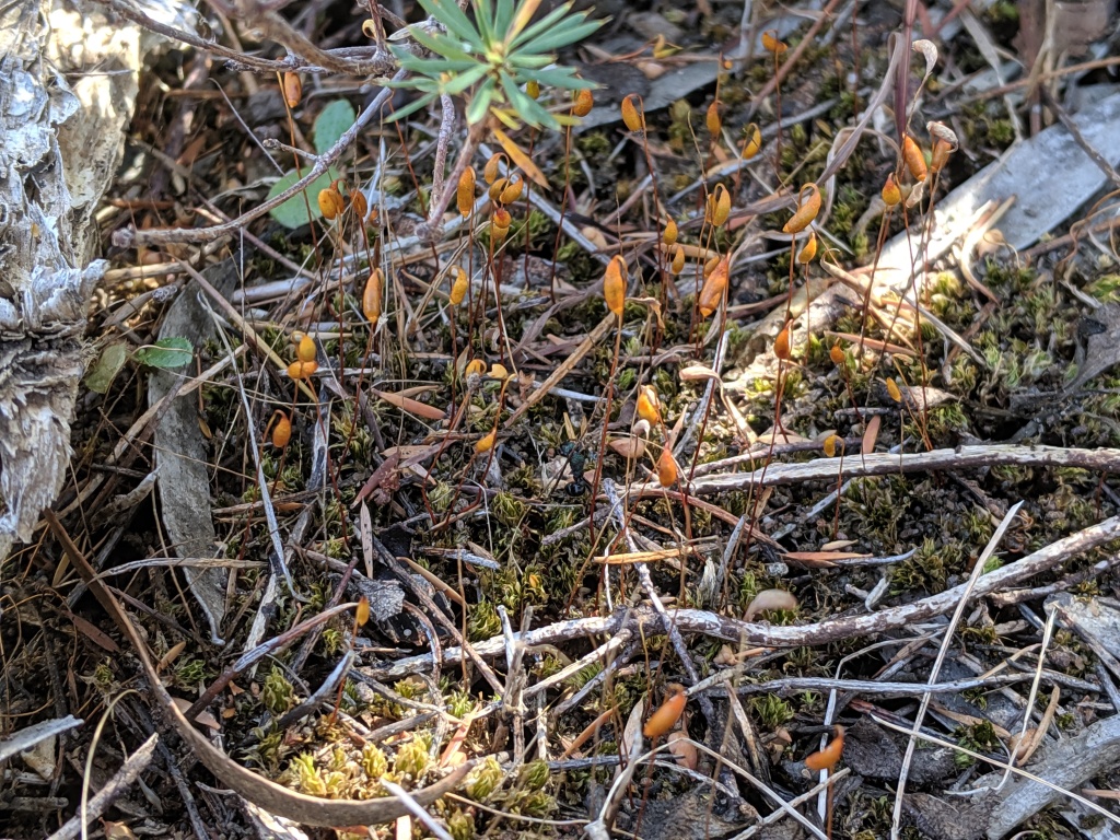Rosulabryum billarderii (hero image)