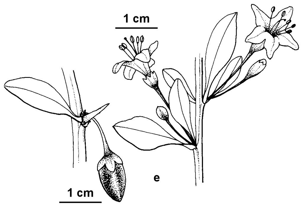 Lycium barbarum (hero image)