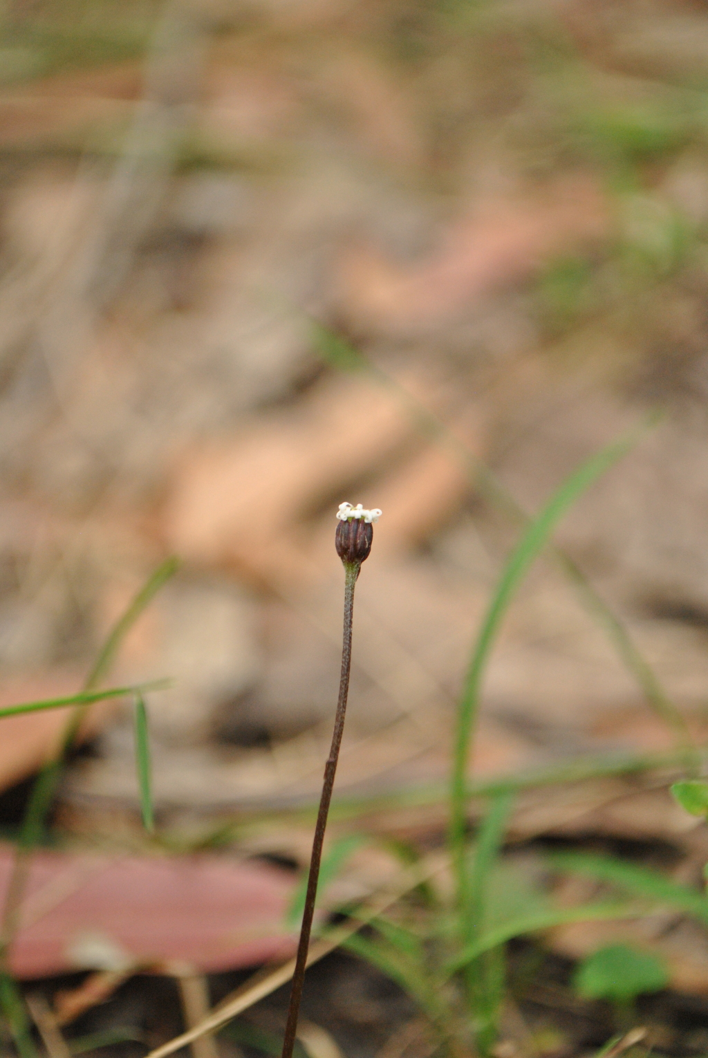 Lagenophora sublyrata (hero image)