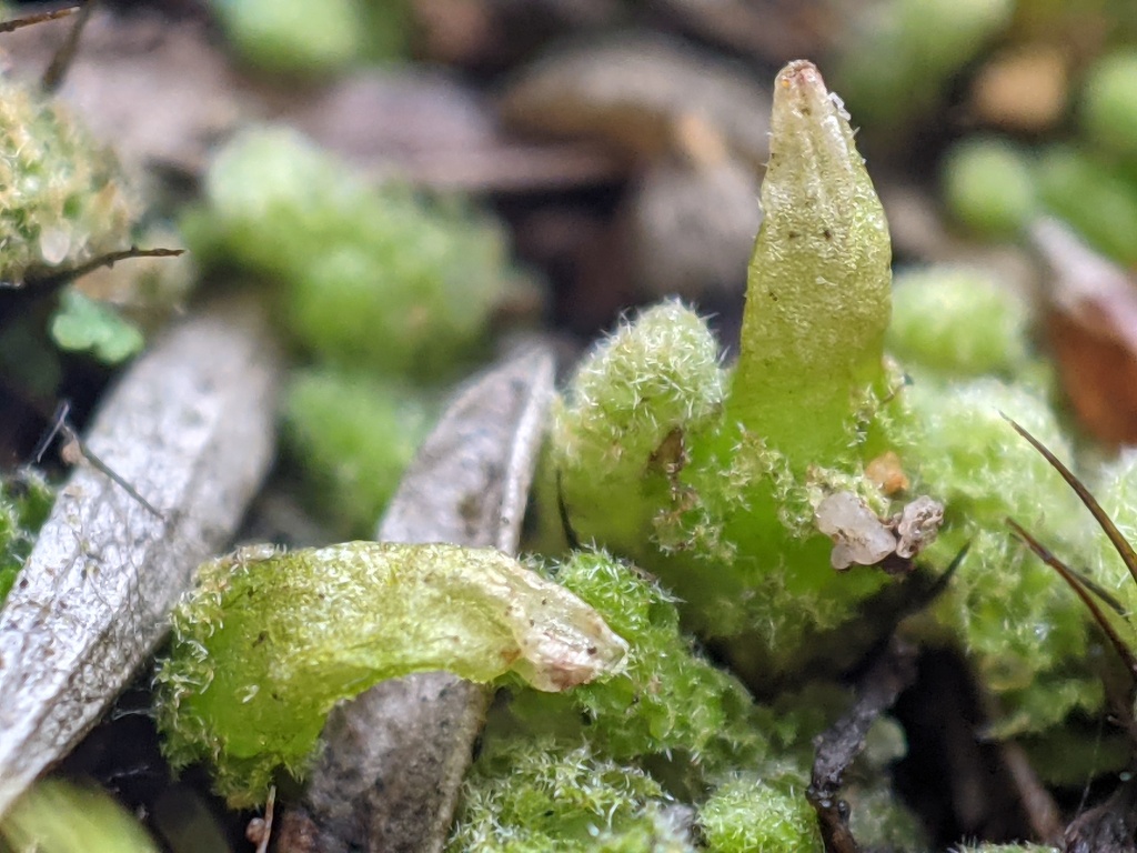 Chaetophyllopsis (hero image)