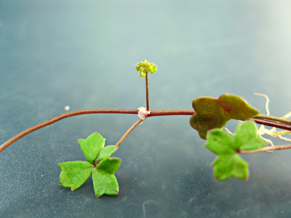 Hydrocotyle rugulosa (hero image)