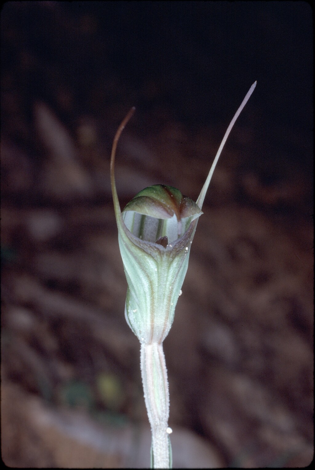 Pterostylis ×toveyana (hero image)