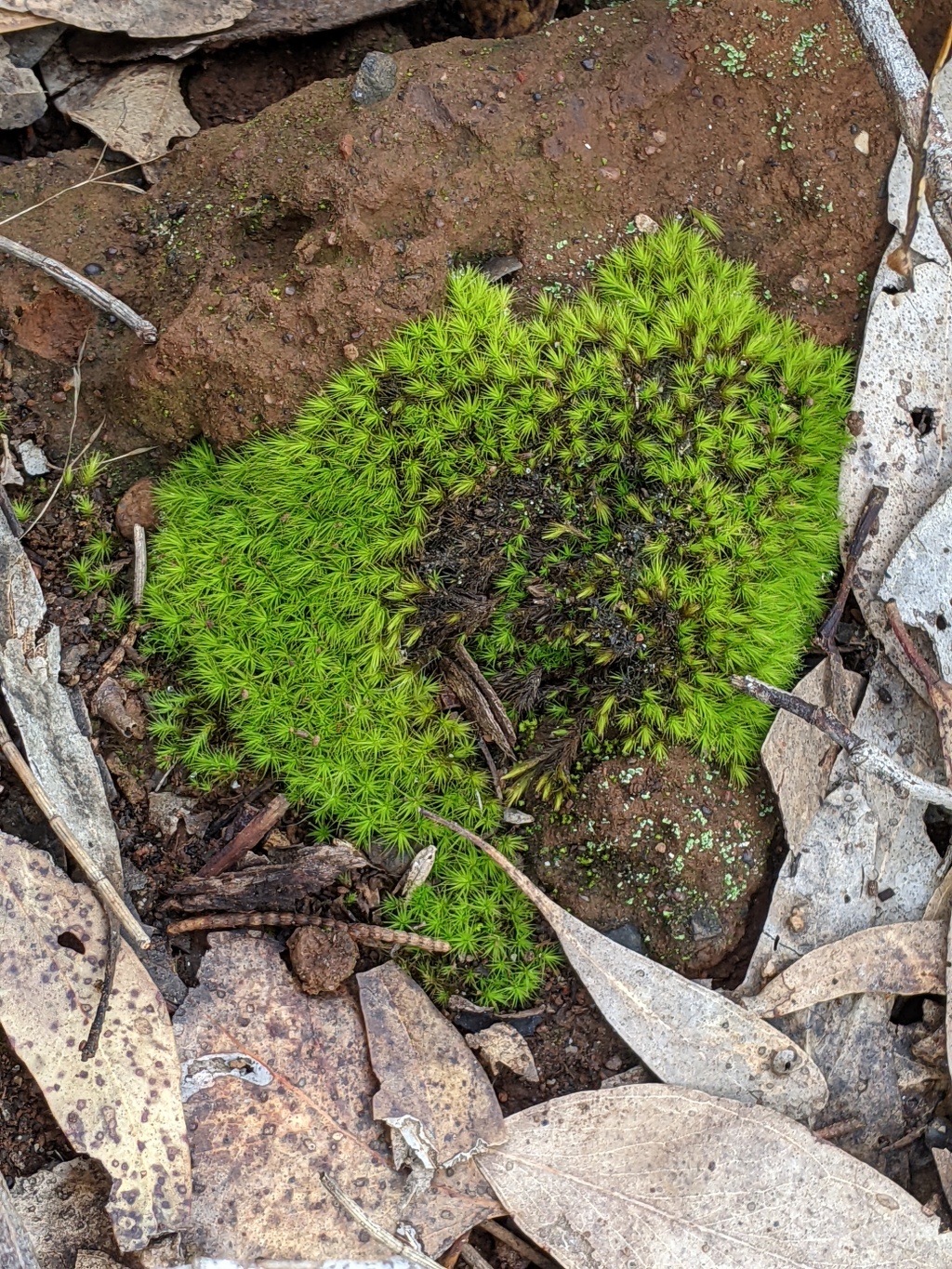 Bartramia breutelii (hero image)