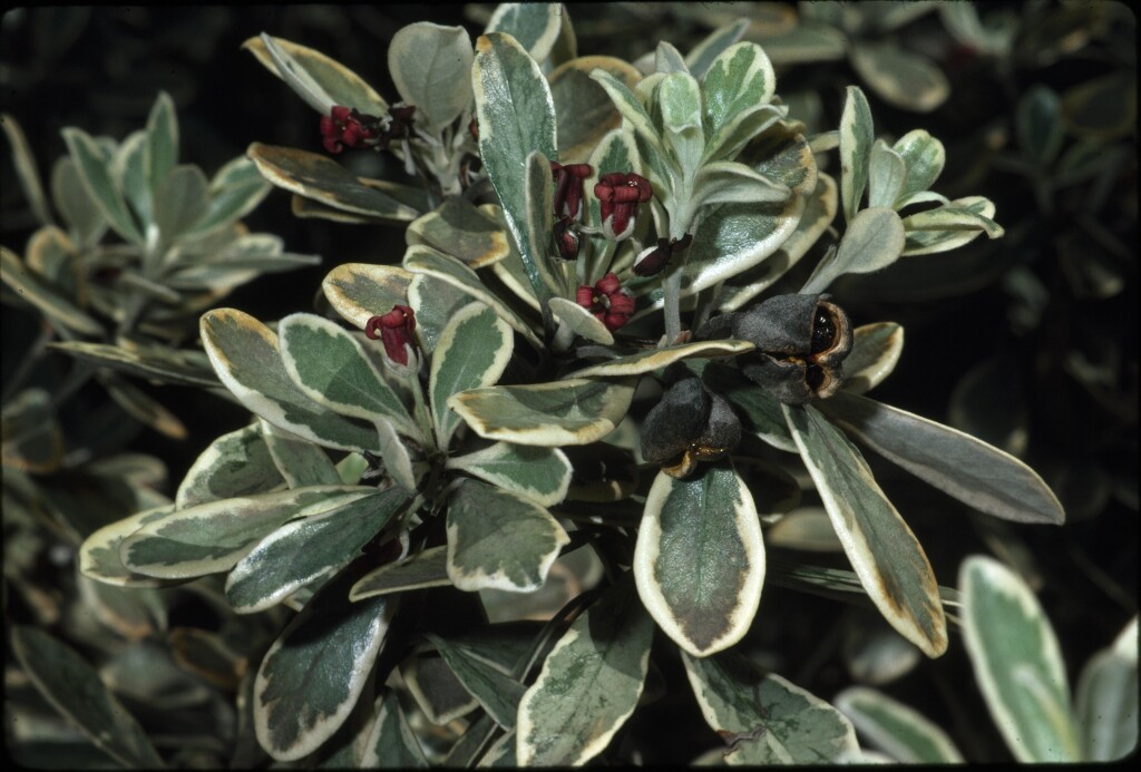 Pittosporum crassifolium (hero image)