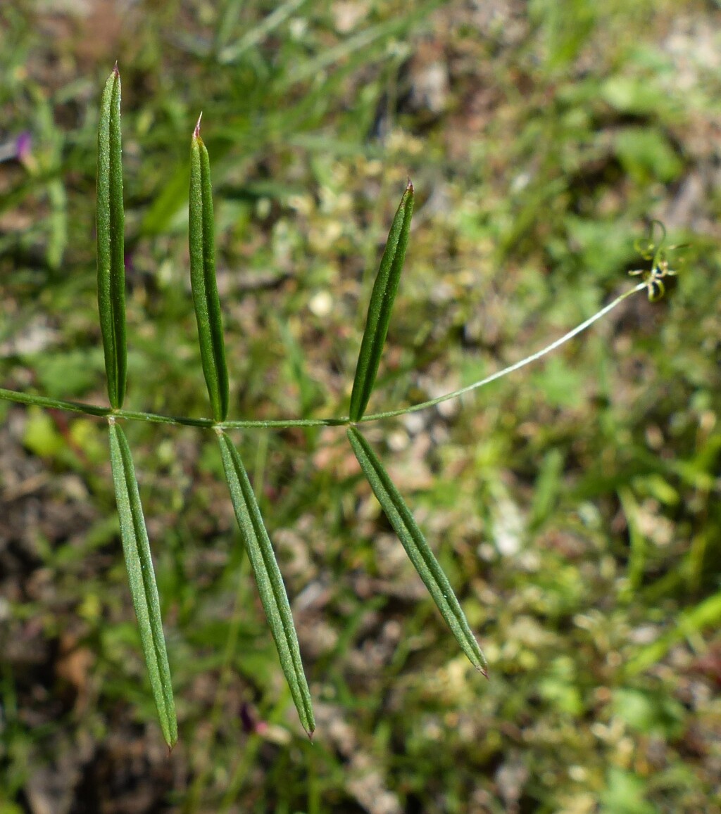 Vicia (hero image)