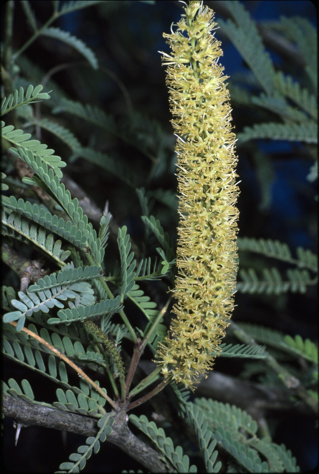 Prosopis (hero image)