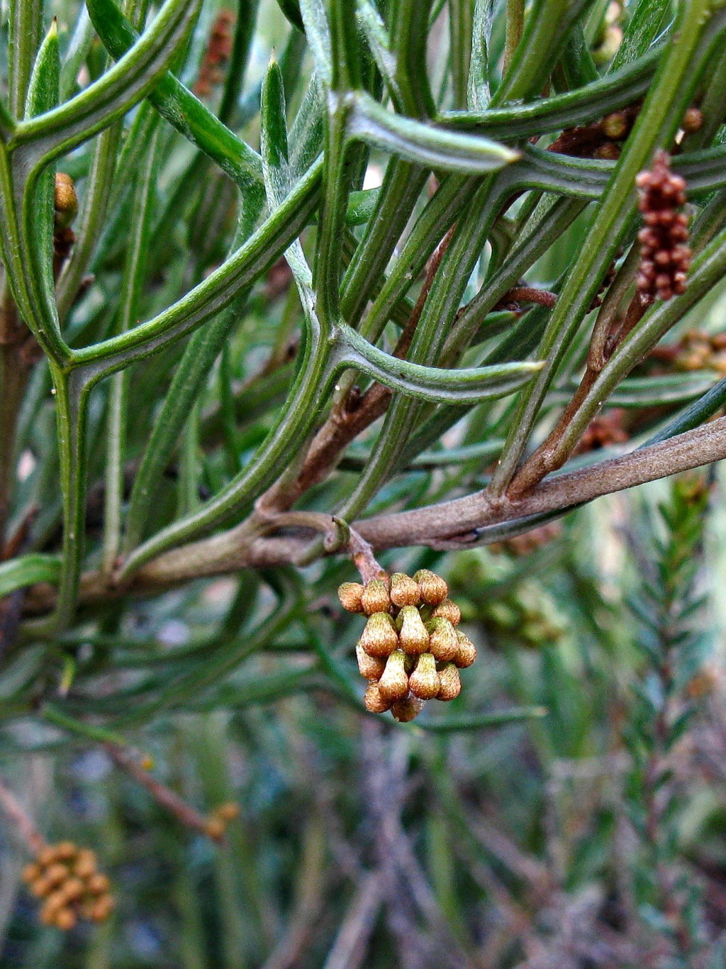 Grevillea angustiloba subsp. angustiloba (hero image)