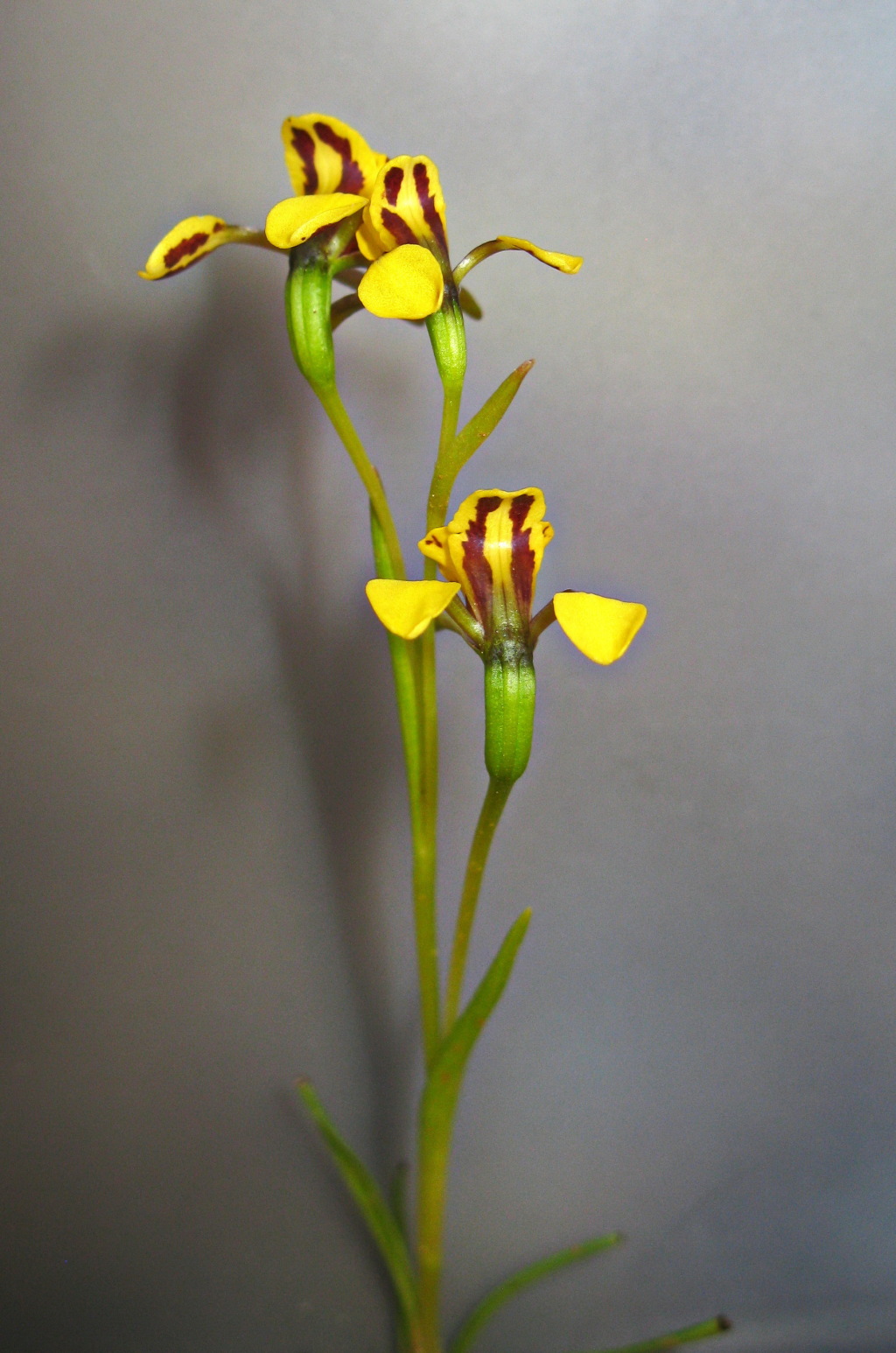 Diuris palustris (hero image)