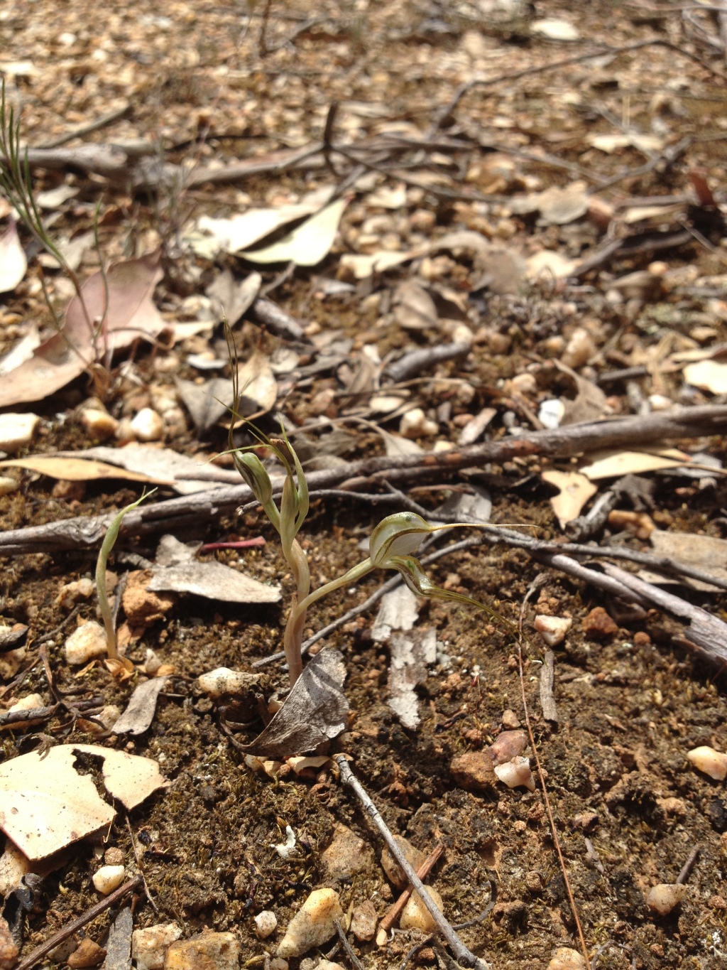 Pterostylis despectans (hero image)