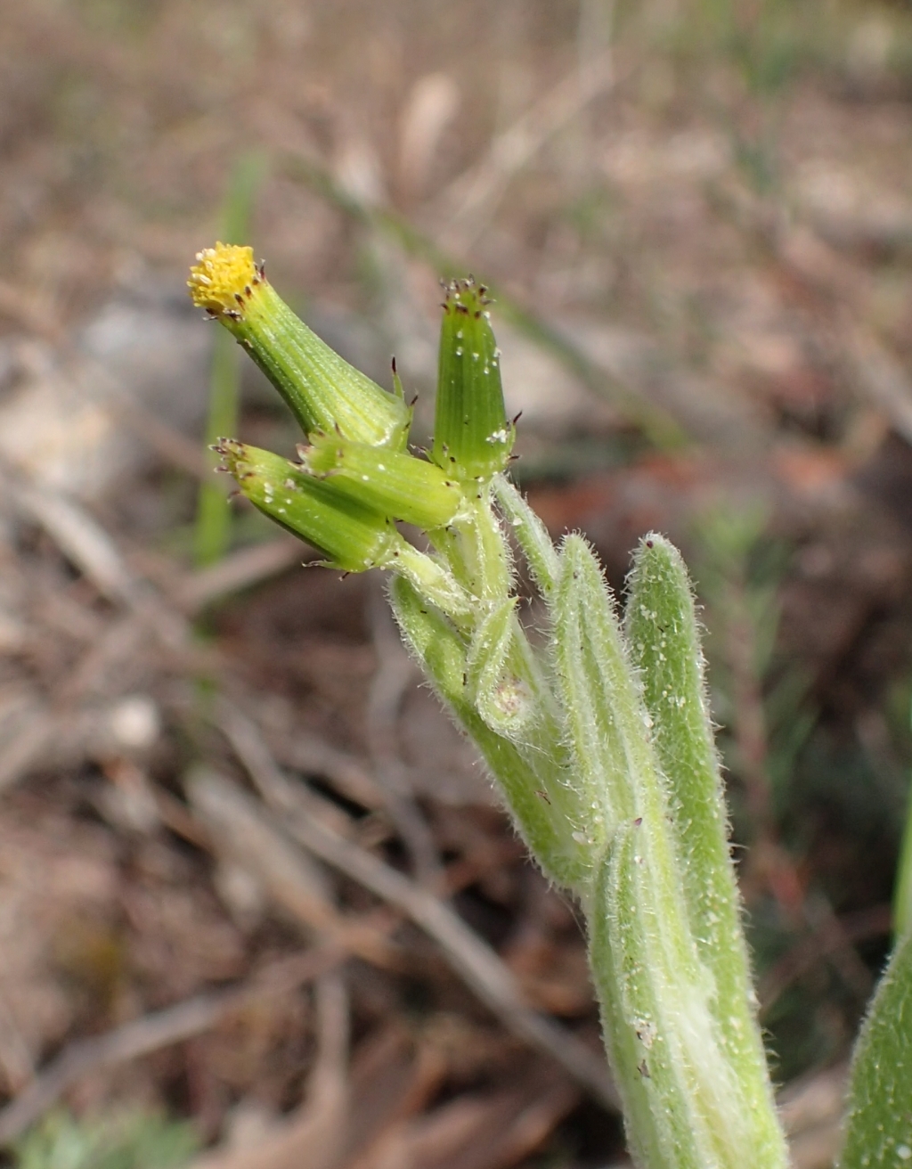 Senecio hispidissimus (hero image)