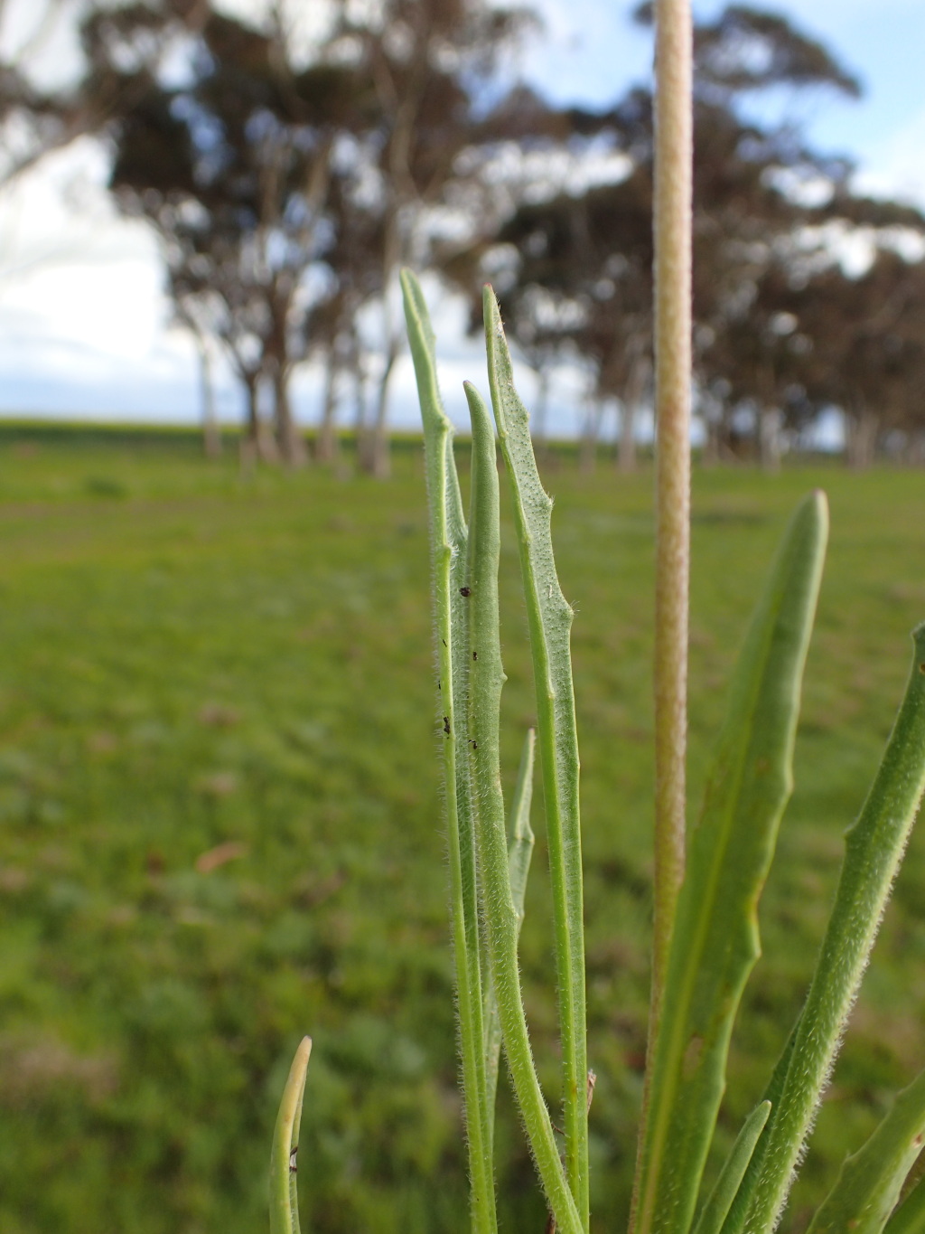 Plantago gaudichaudii (hero image)