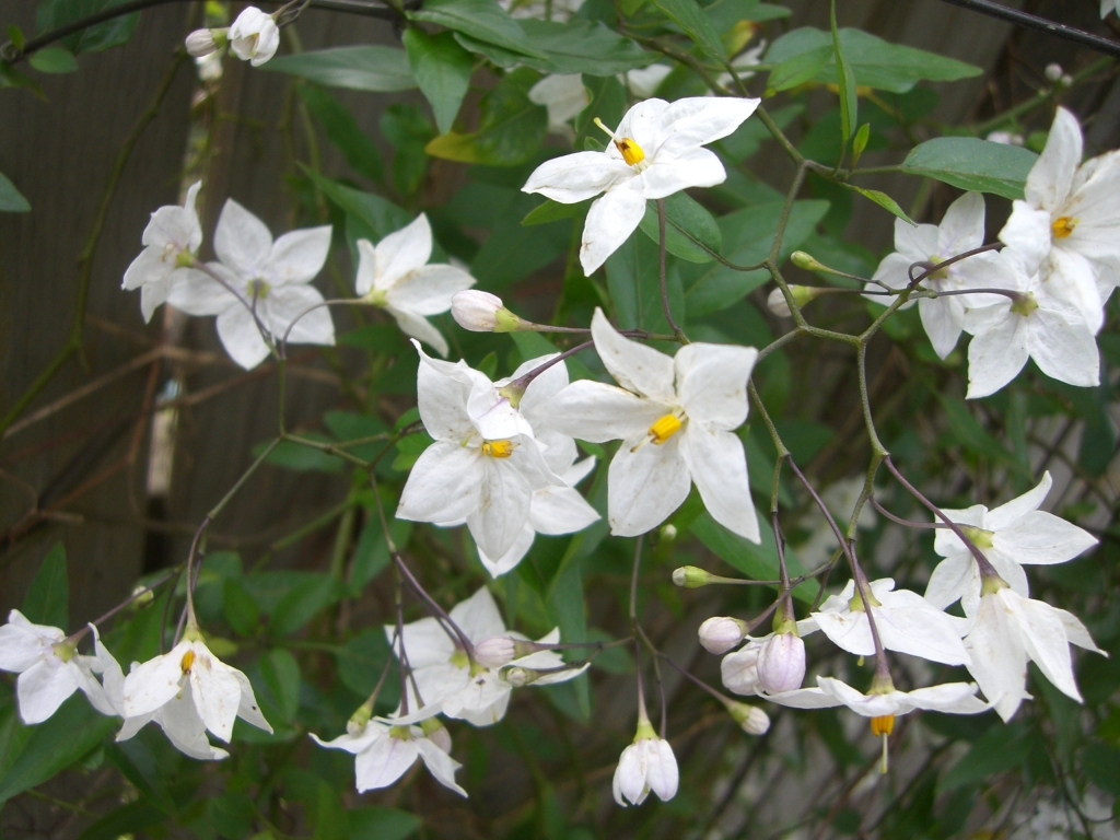 Solanum laxum (hero image)