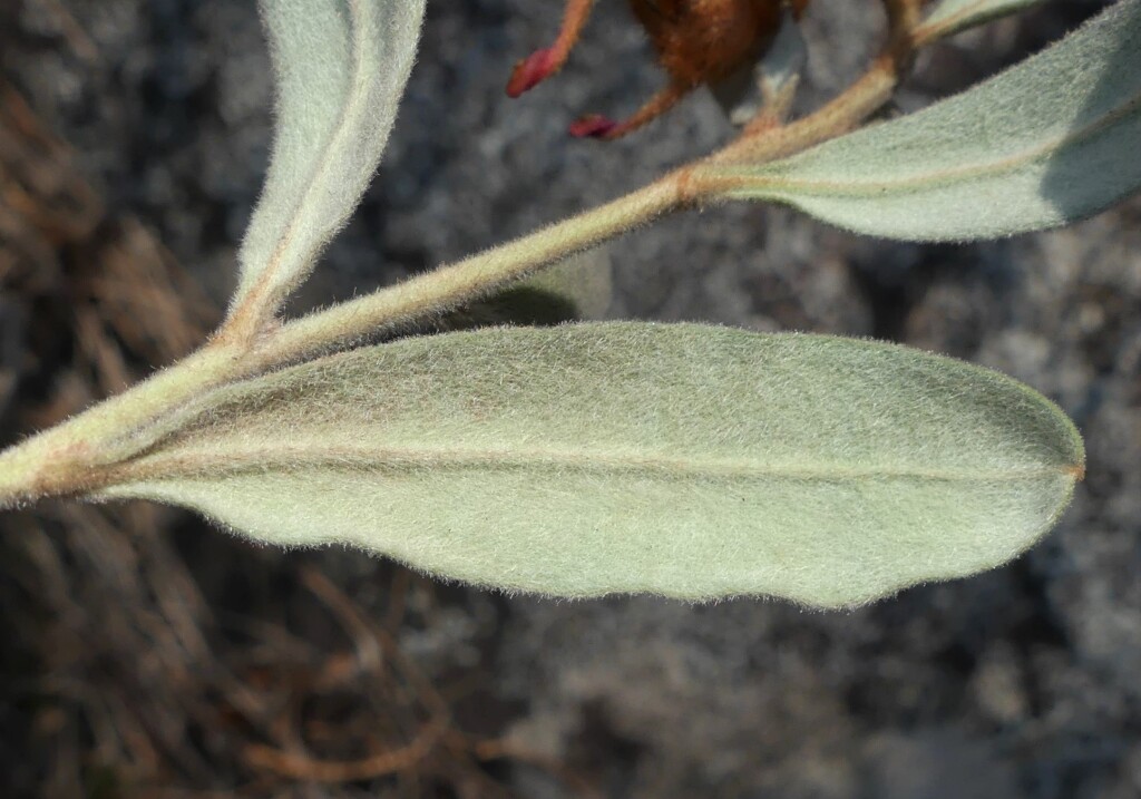 Grevillea floribunda (hero image)