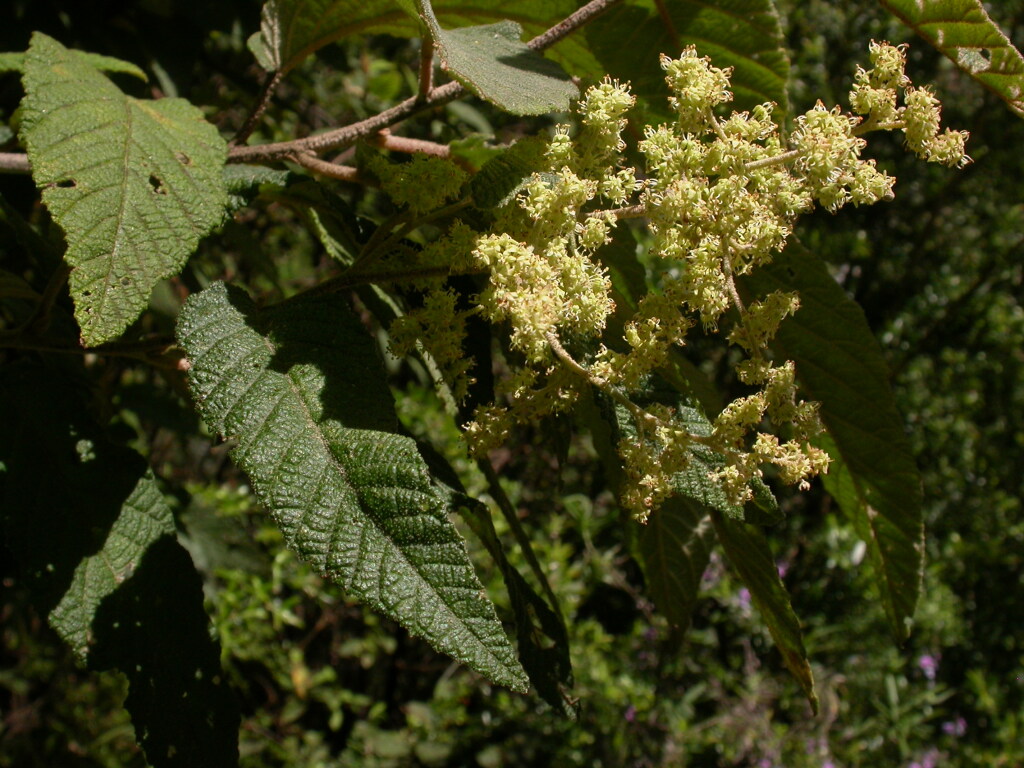 Pomaderris aspera (hero image)