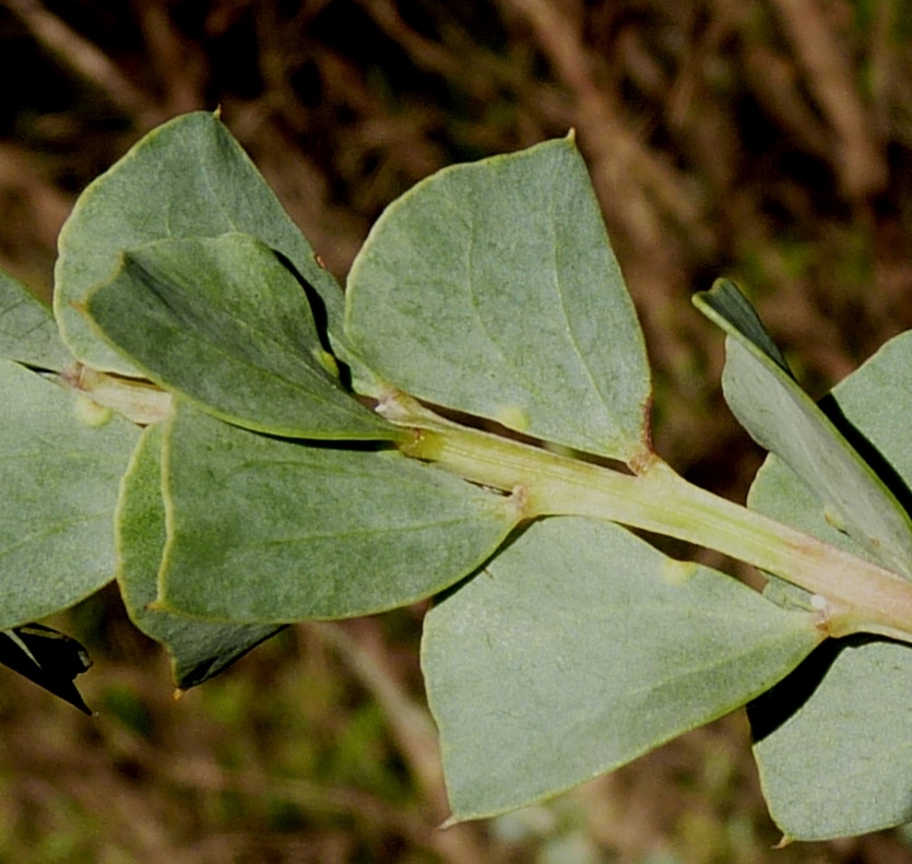 Acacia pravissima (hero image)