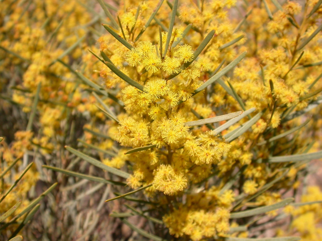 Acacia williamsonii (hero image)