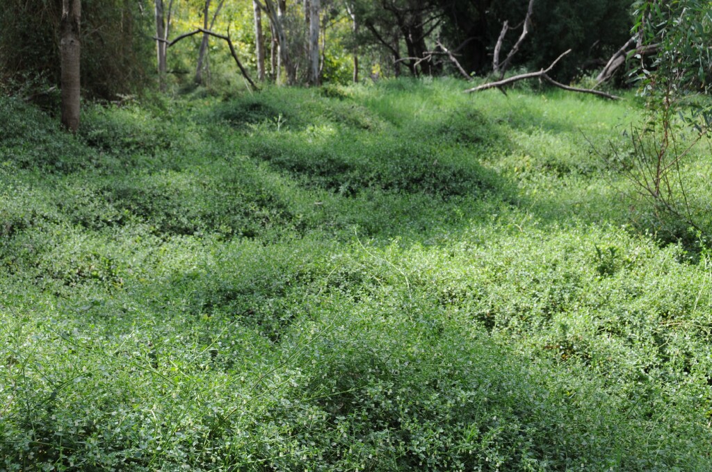 Salpichroa origanifolia (hero image)