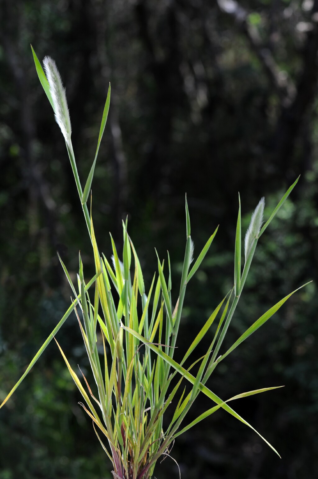 Polypogon (hero image)