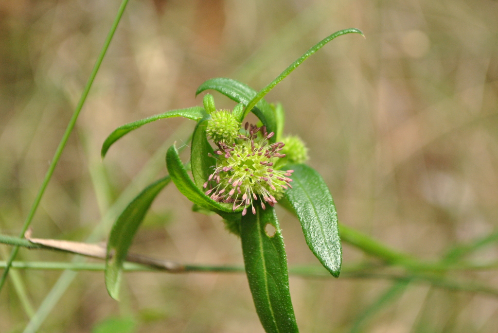 Opercularia hispida (hero image)