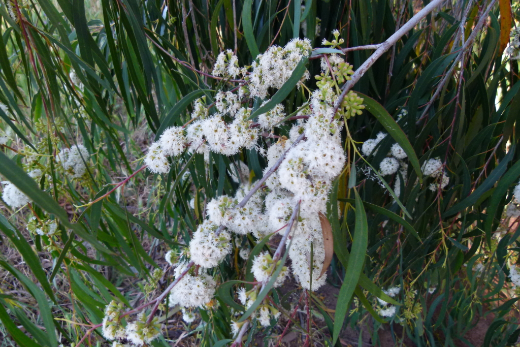 Eucalyptus elata (hero image)