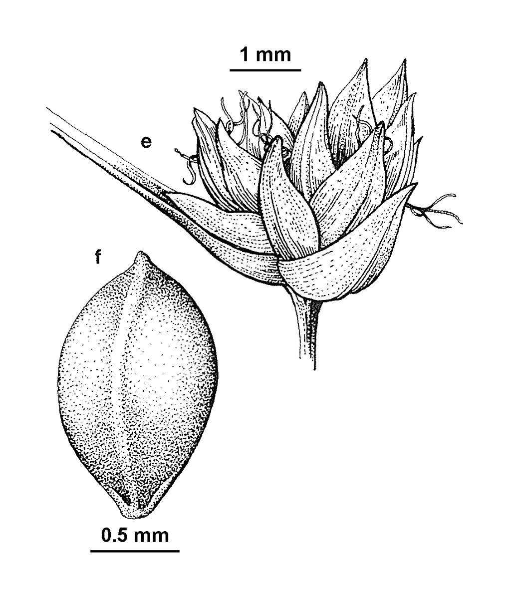 Isolepis montivaga (hero image)