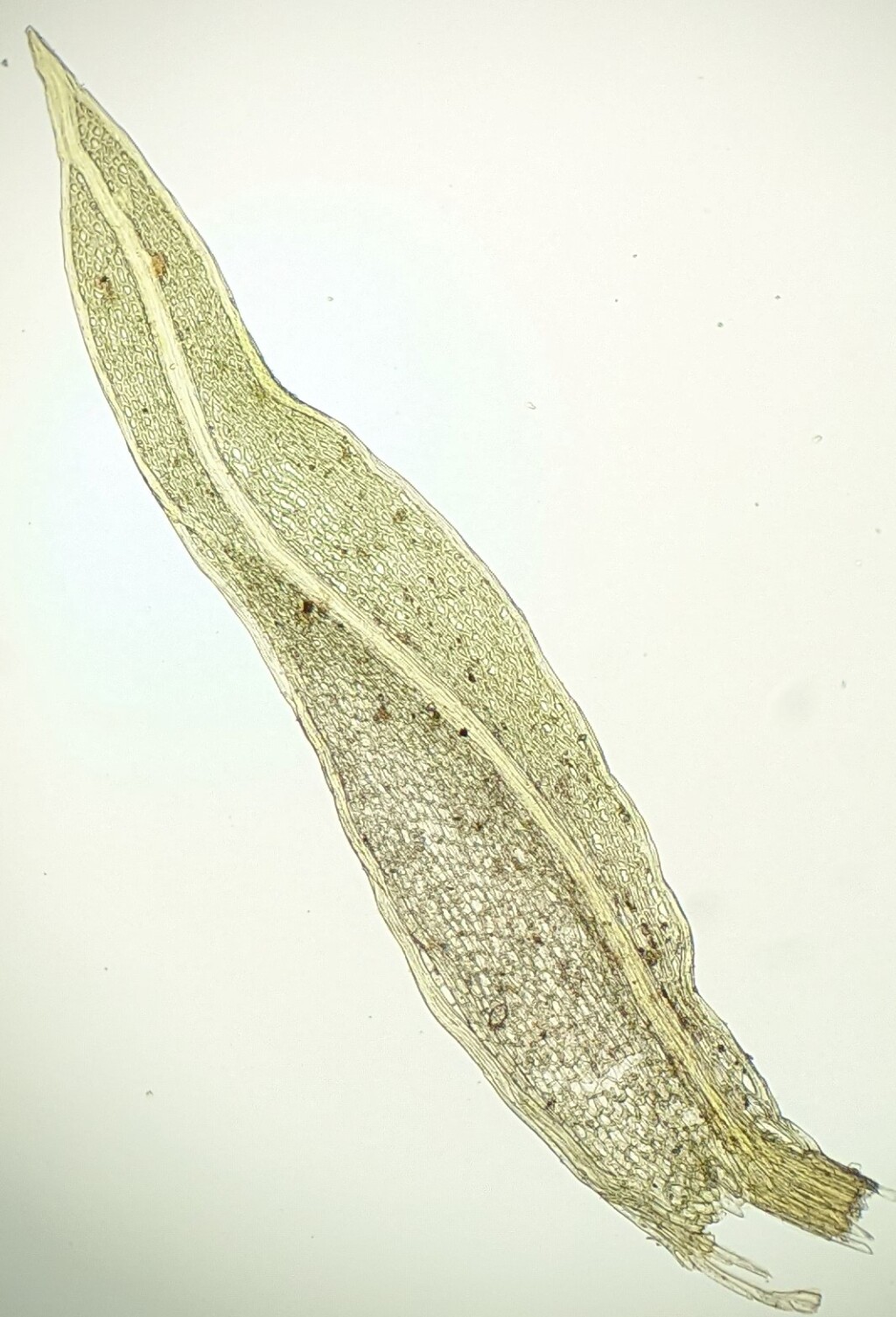 Fissidens curvatus (hero image)