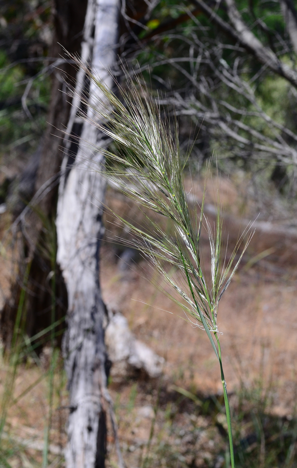 Austrostipa mollis (hero image)