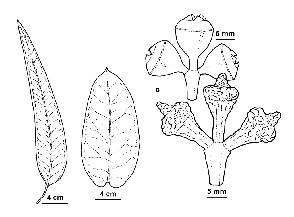 Eucalyptus globulus subsp. pseudoglobulus (hero image)