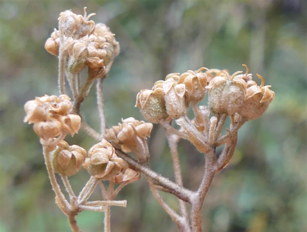 Astrotricha asperifolia subsp. 2 (hero image)