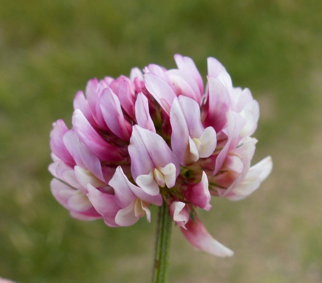 Trifolium fragiferum (hero image)