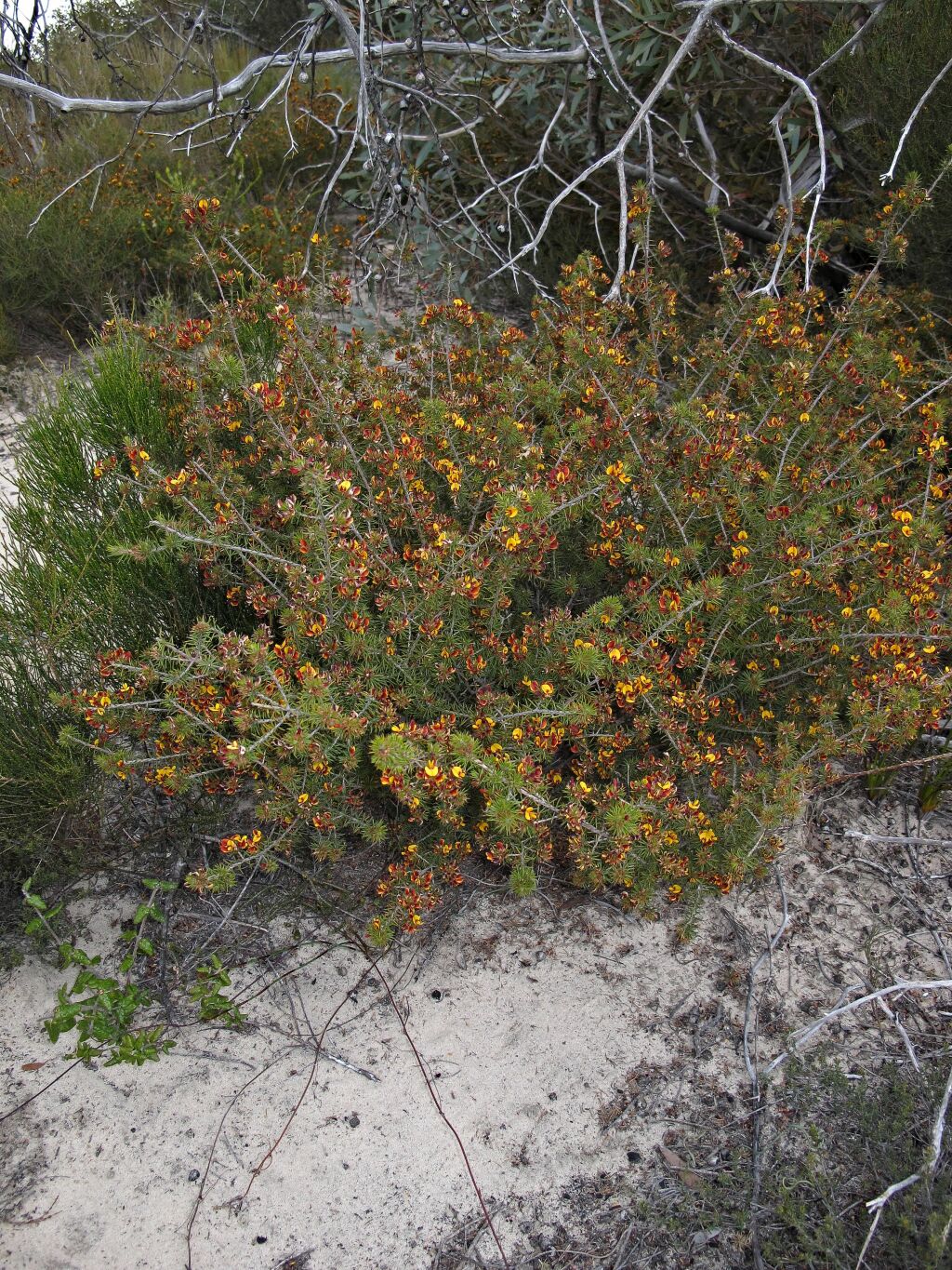 Pultenaea acerosa (hero image)