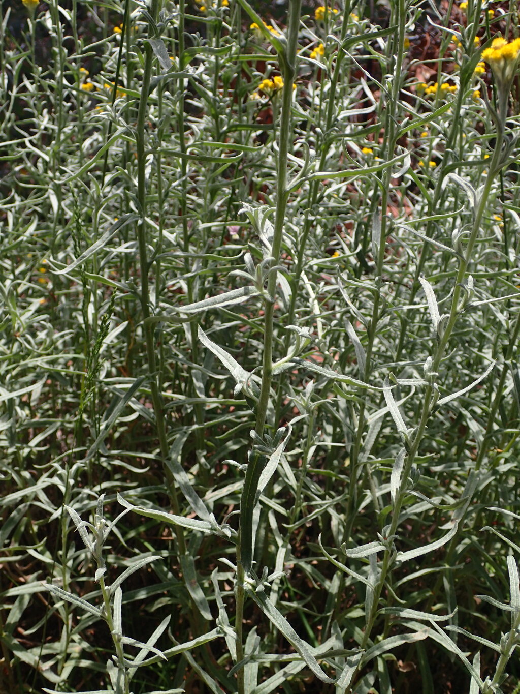 Chrysocephalum semipapposum subsp. lineare (hero image)