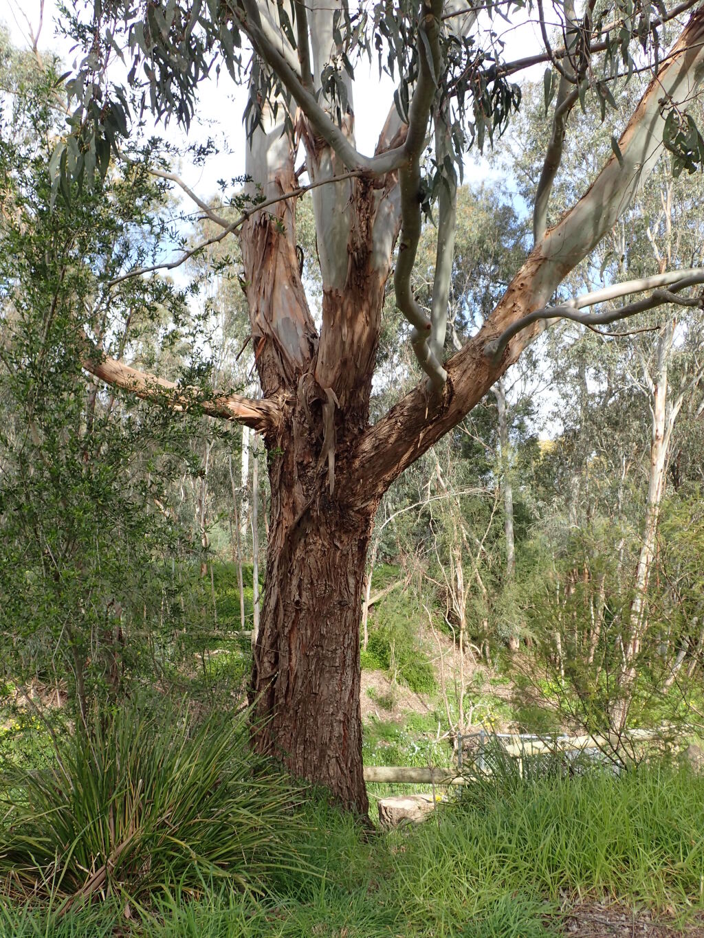 Eucalyptus ×studleyensis (hero image)