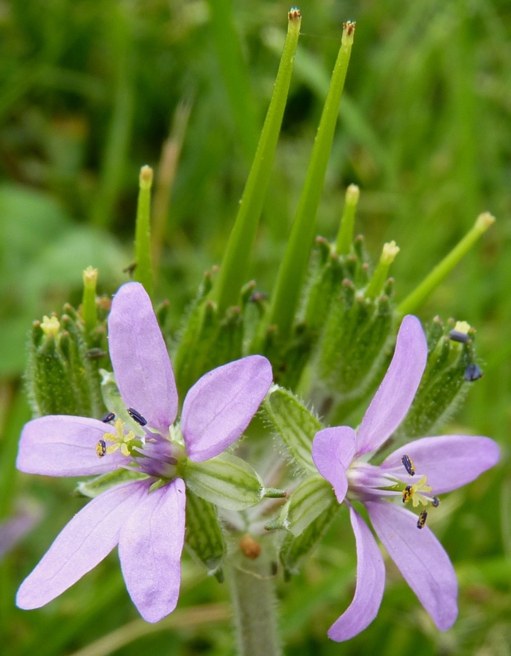 Erodium moschatum (hero image)