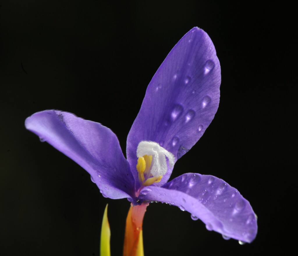 Patersonia fragilis (hero image)